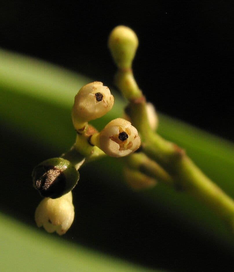 Ocotea 3