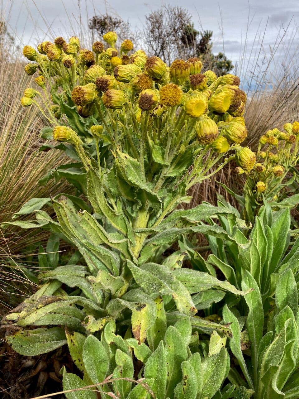 Senecio 10