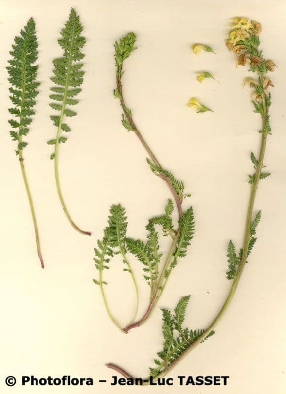 Pedicularis ascendens 7