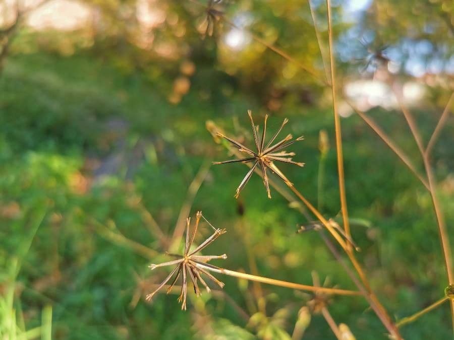 Größeres Bettlerkraut 5