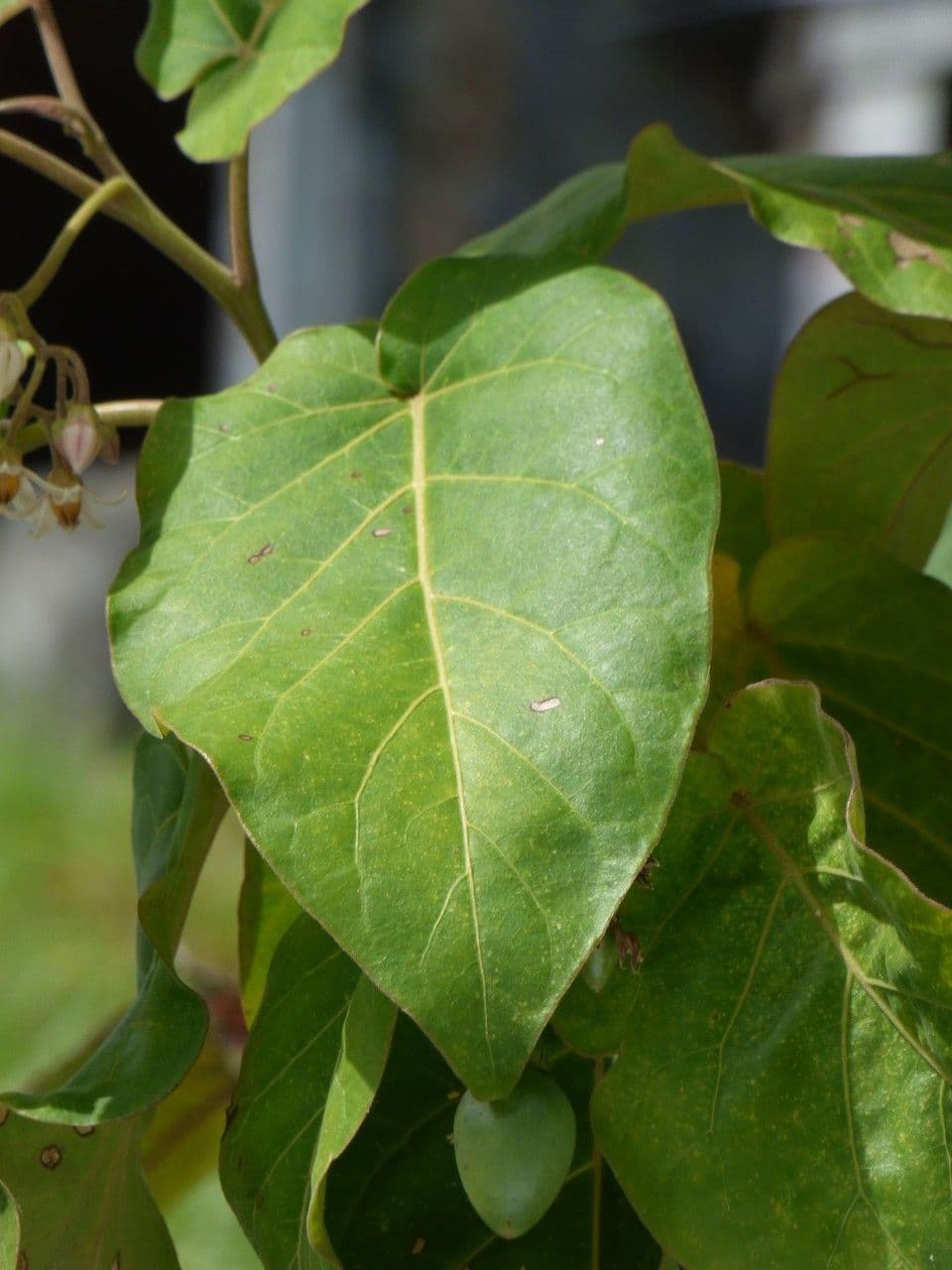 Baumtomate 19