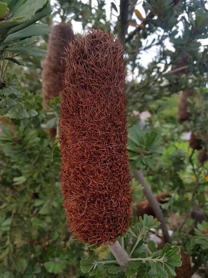 Banksia