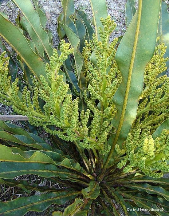 Meryta 3
