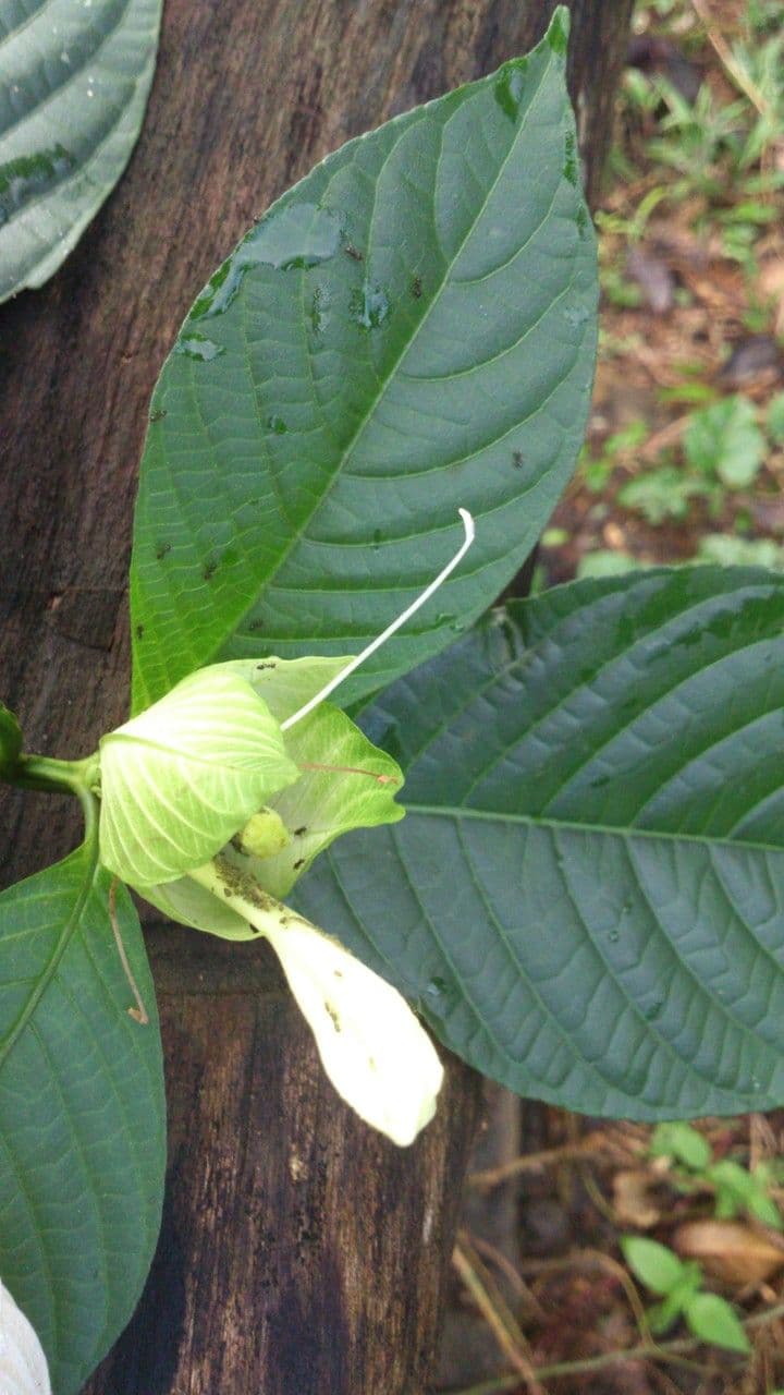 Ruellia 2