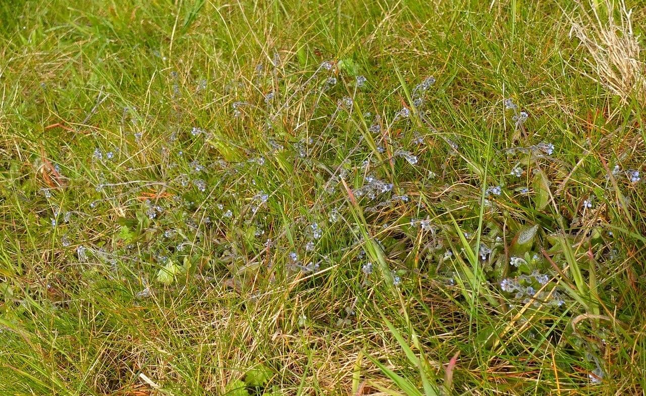 Miosotide ramosissima 11