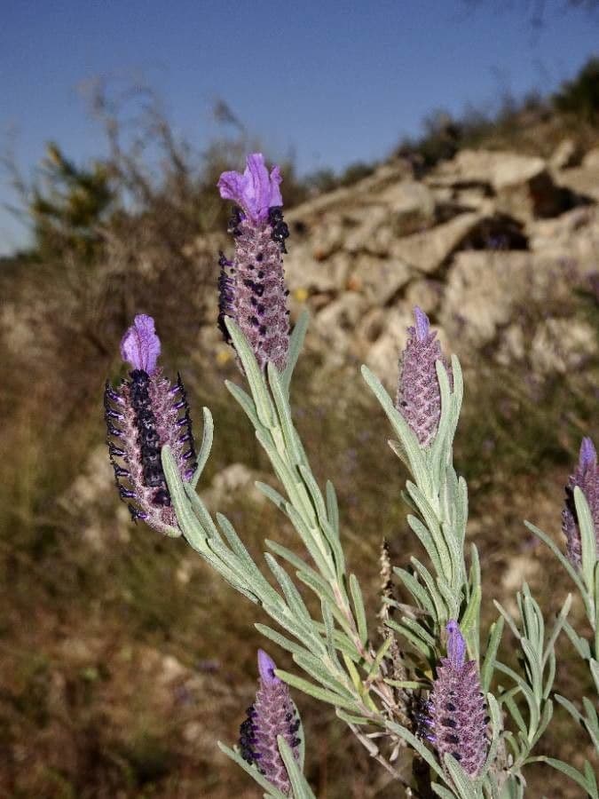 Lavanda selvatica 23