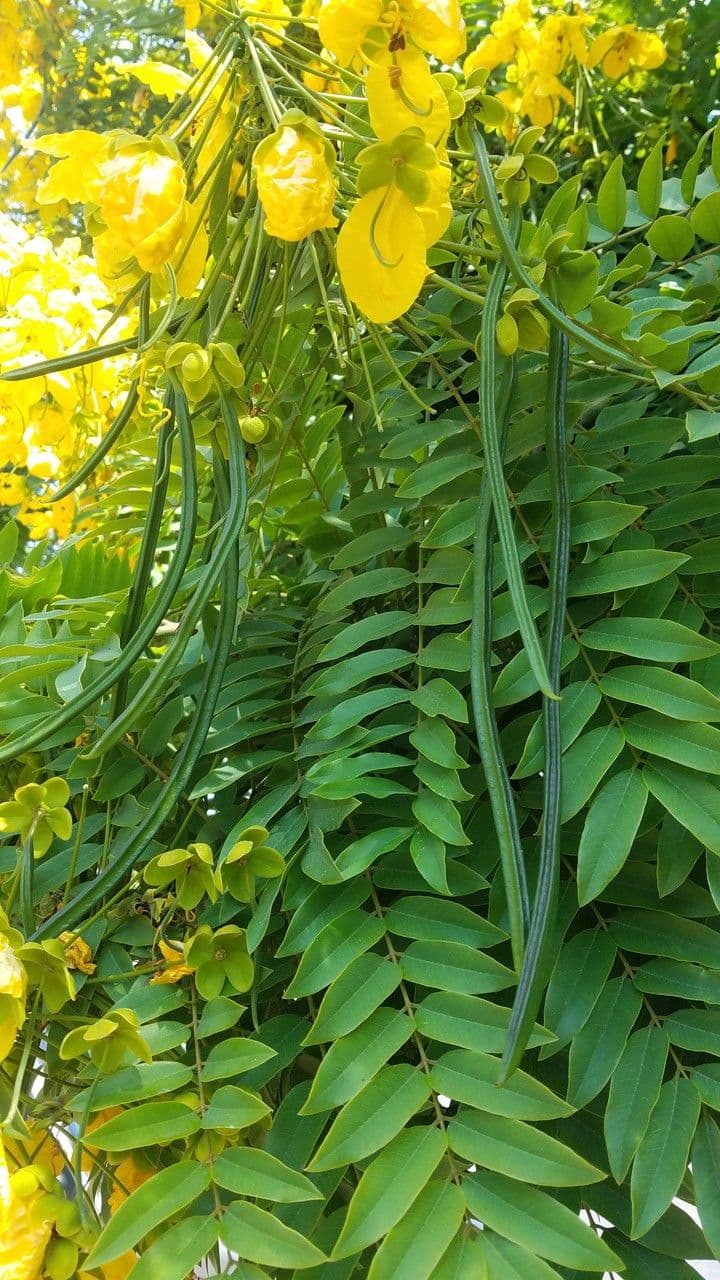 Cassia 4