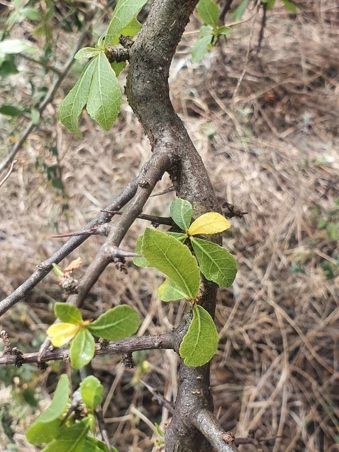 Commiphora 14