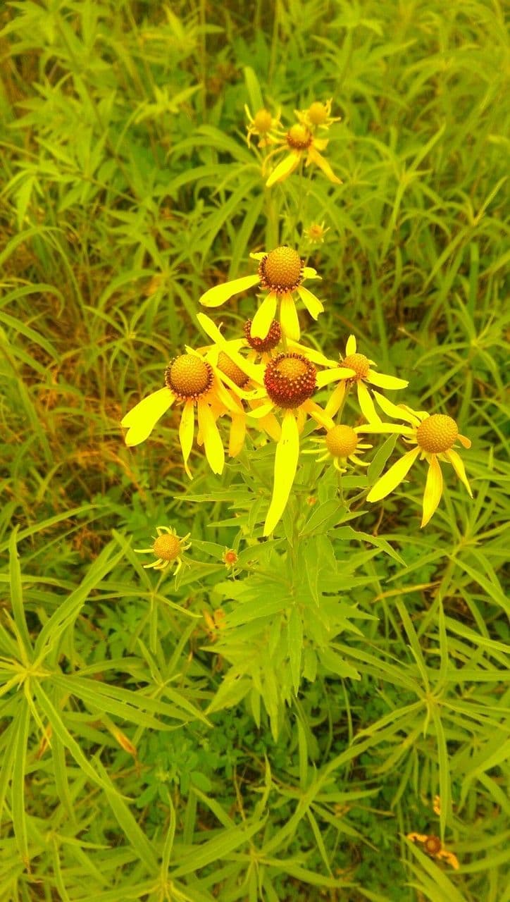 Ratibida pinnata 12