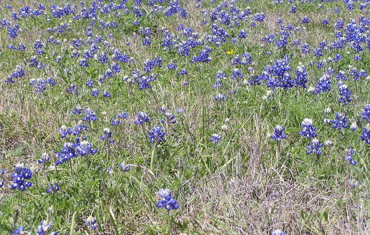Lupinus texensis 14