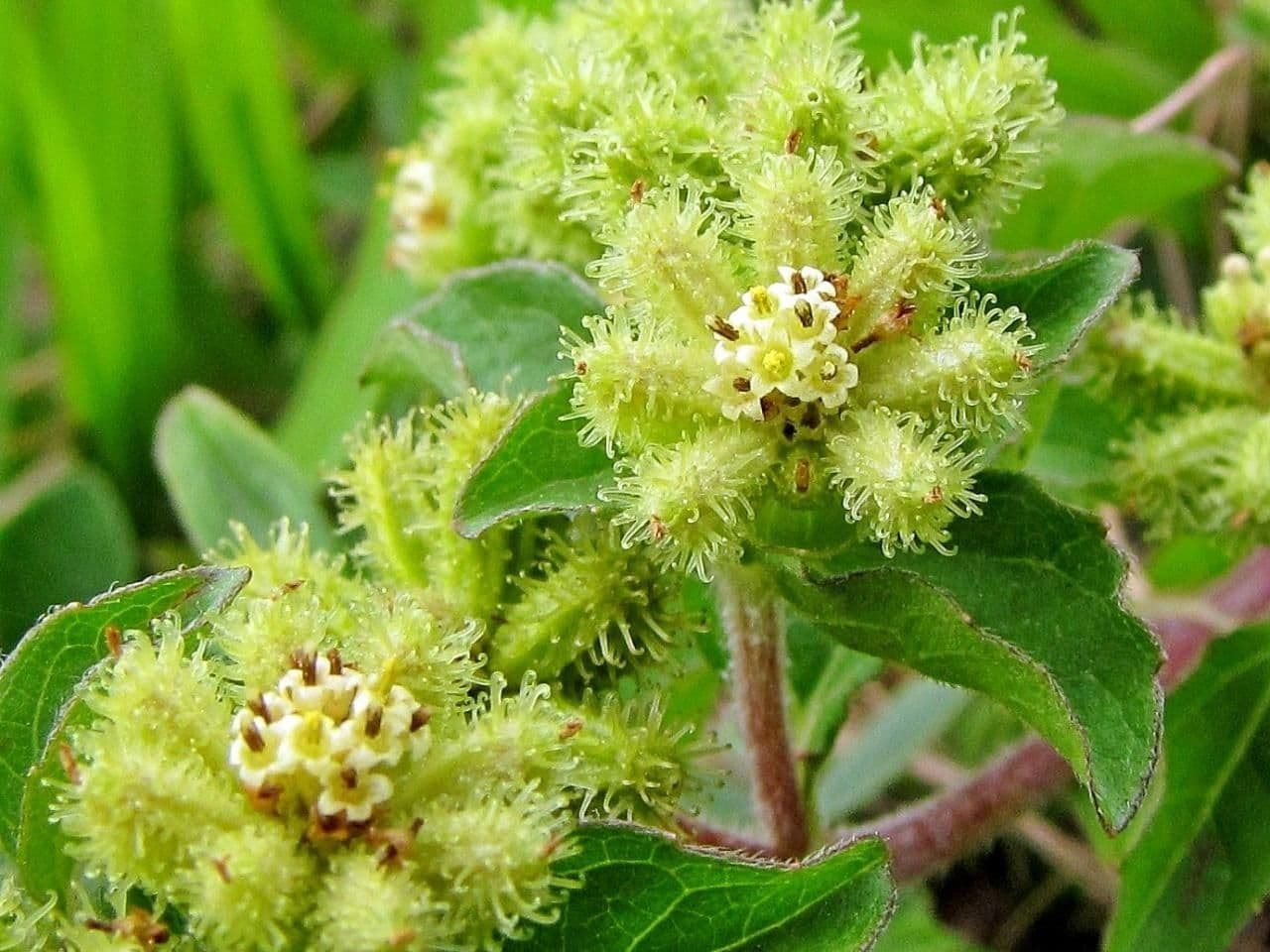 Acanthospermum australe 10