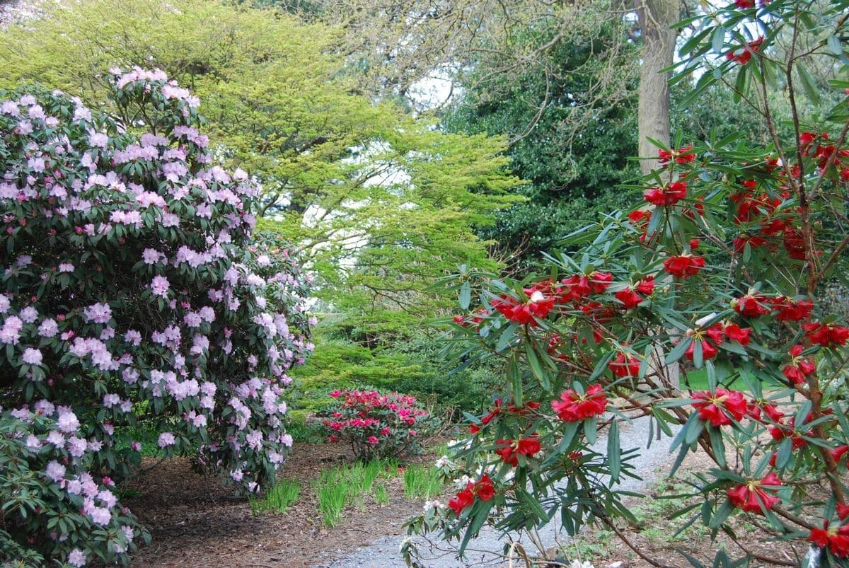 Rododendron 8