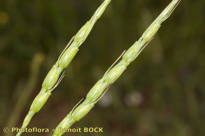 Aegilops ventricosa 22