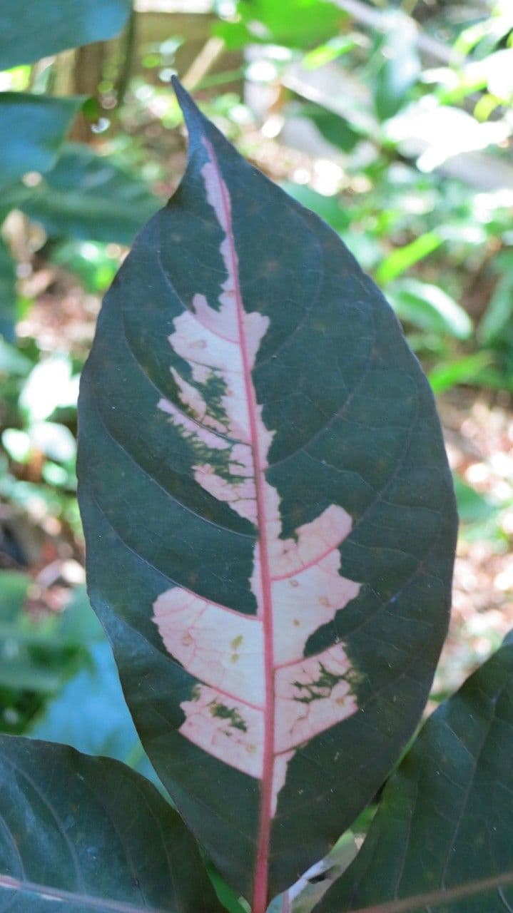 Graptophyllum pictum 12