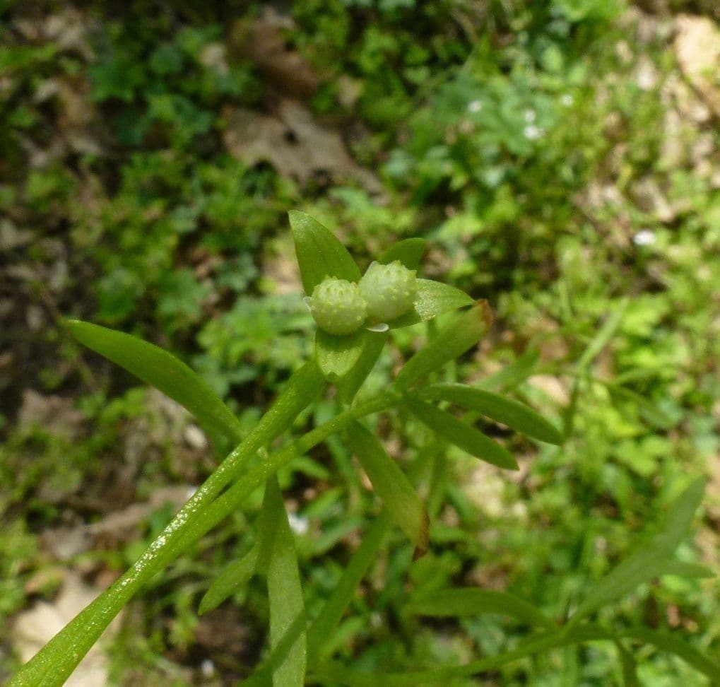 Floerkea proserpinacoides