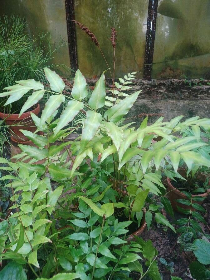 Anemia phyllitidis 13