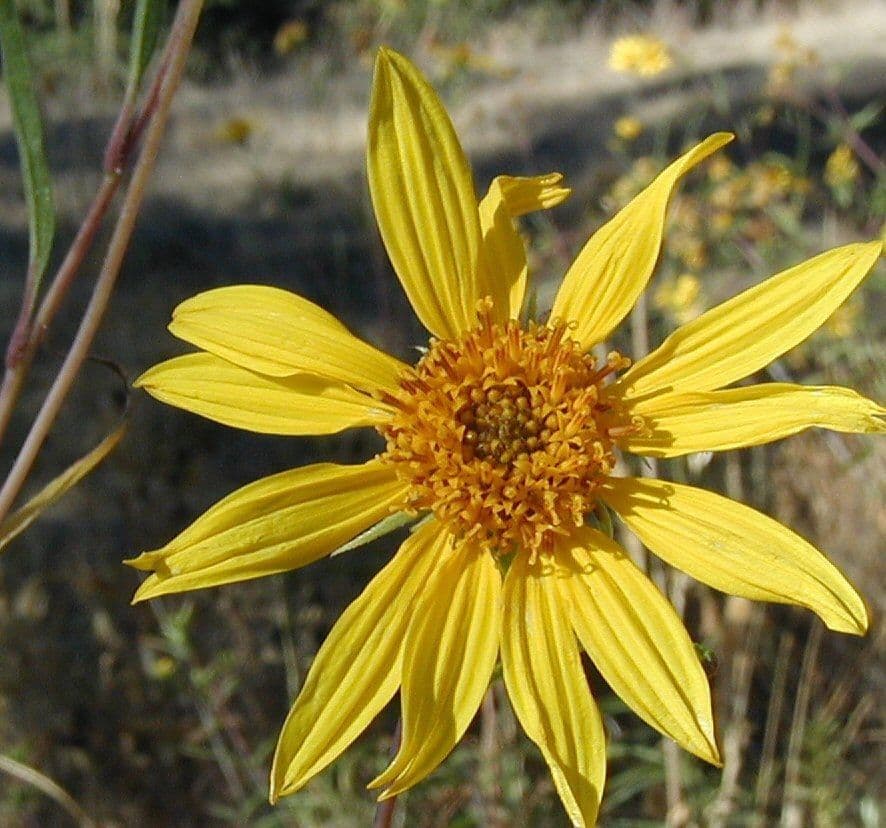 Girasole della California