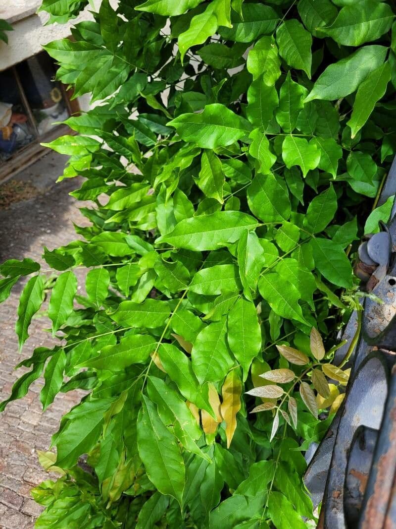 Andira inerme 11