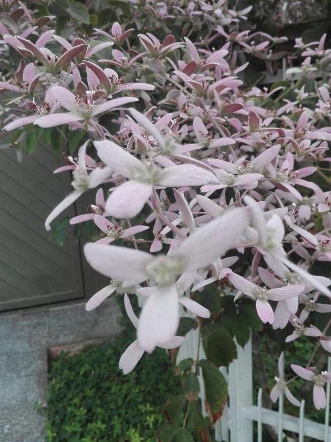 Congea tomentosa 7