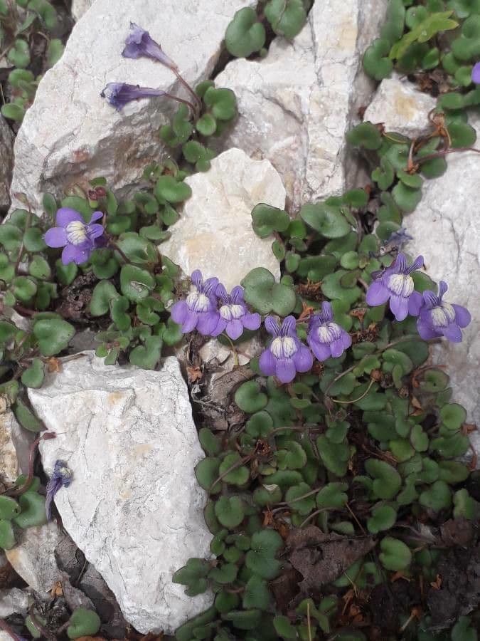 Cymbalaria pallida 6