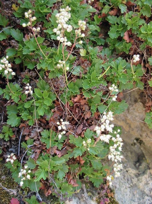 Alumroot de Merriam 3