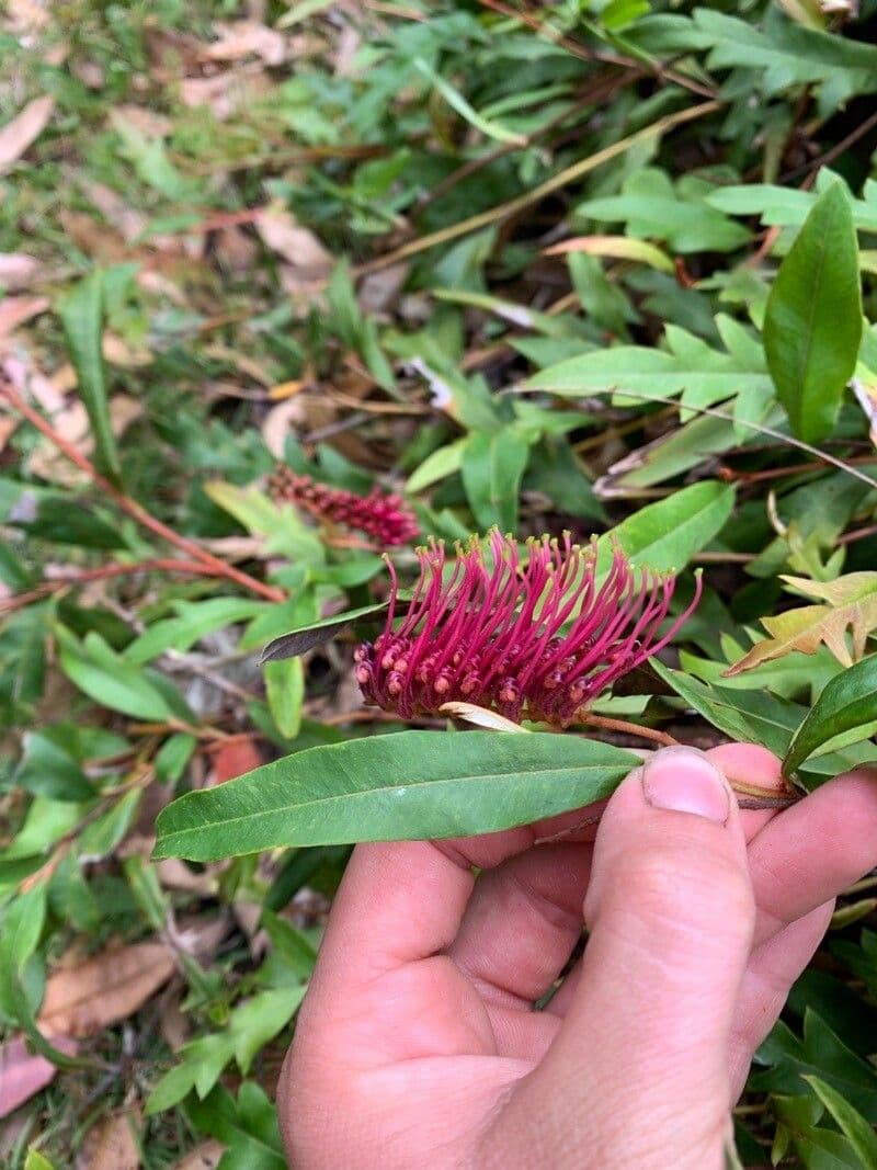 Langblättrige Grevillea 4