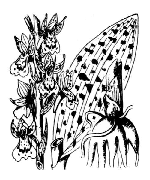 Orchidea sambucina 29
