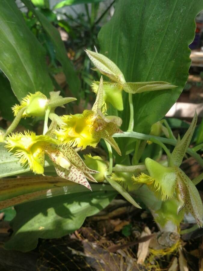 Orchidea střapkatá