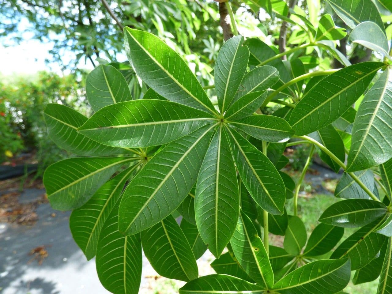 Baobab 12