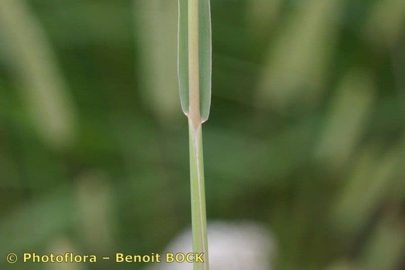 Codolina nuda 20