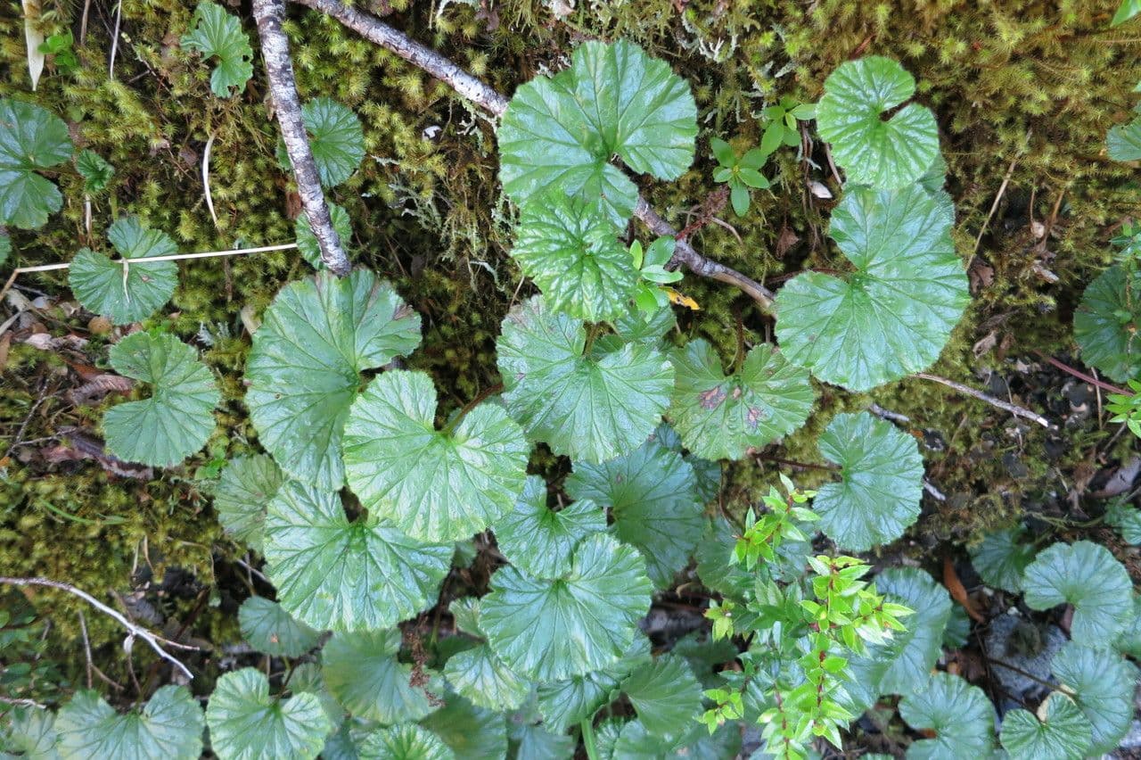 Magellan-Gunnera 4