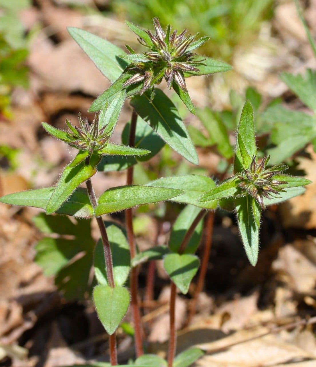Flox divaricata 10