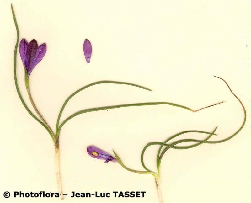 Romulea 7