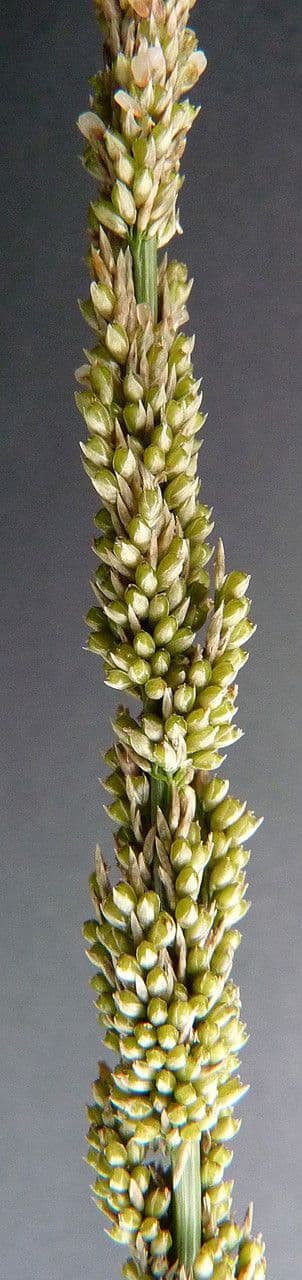 Espartillo 4