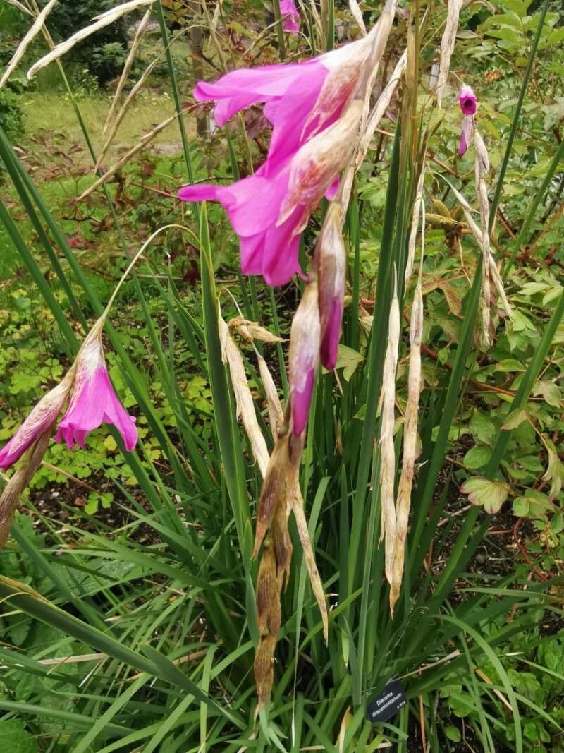 Dierama 2
