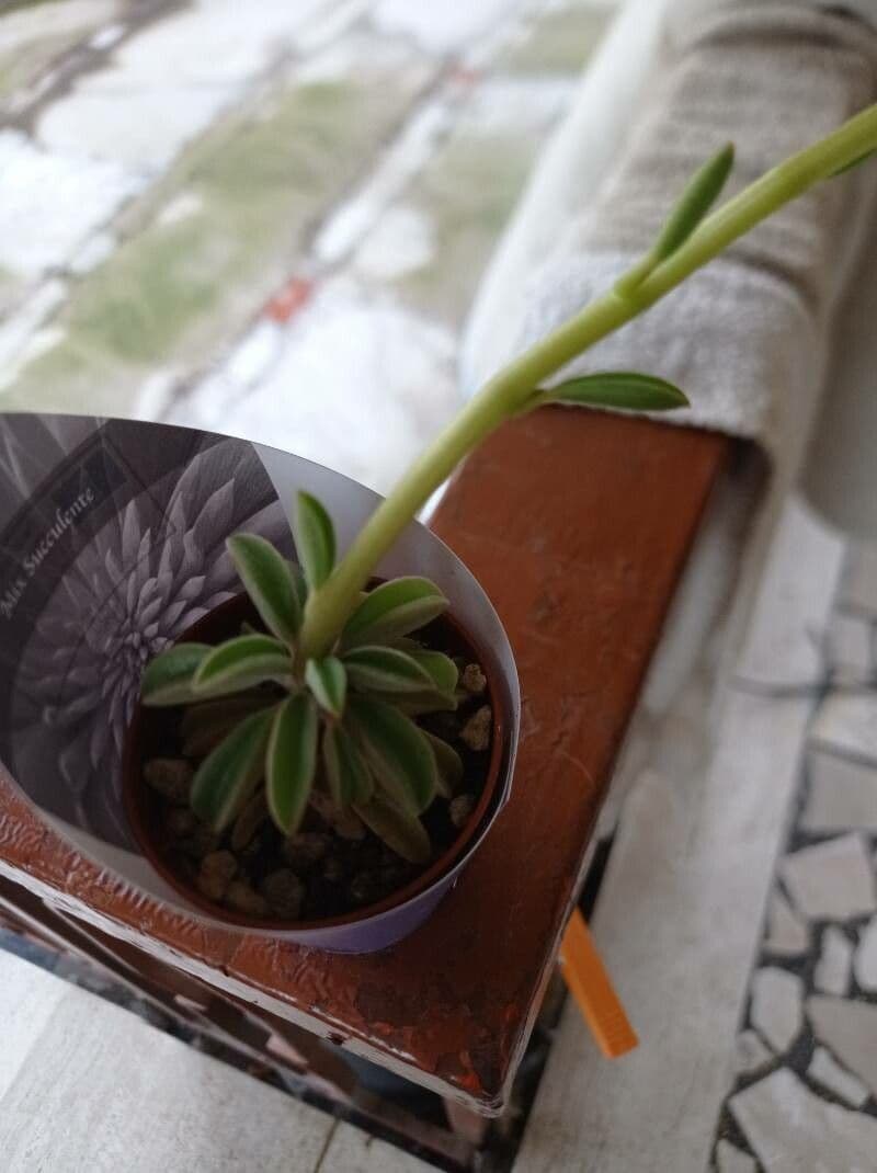 Peperomia 7