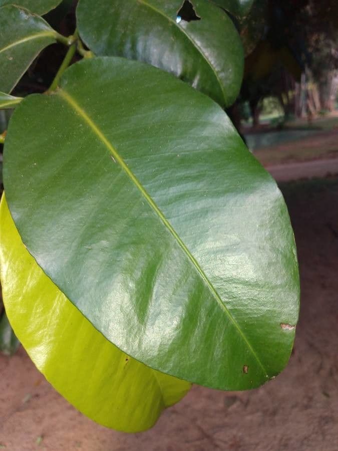Garcinia brasiliana 7