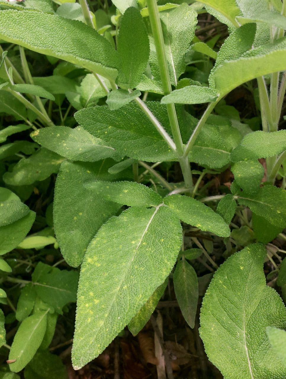 Salbei 9