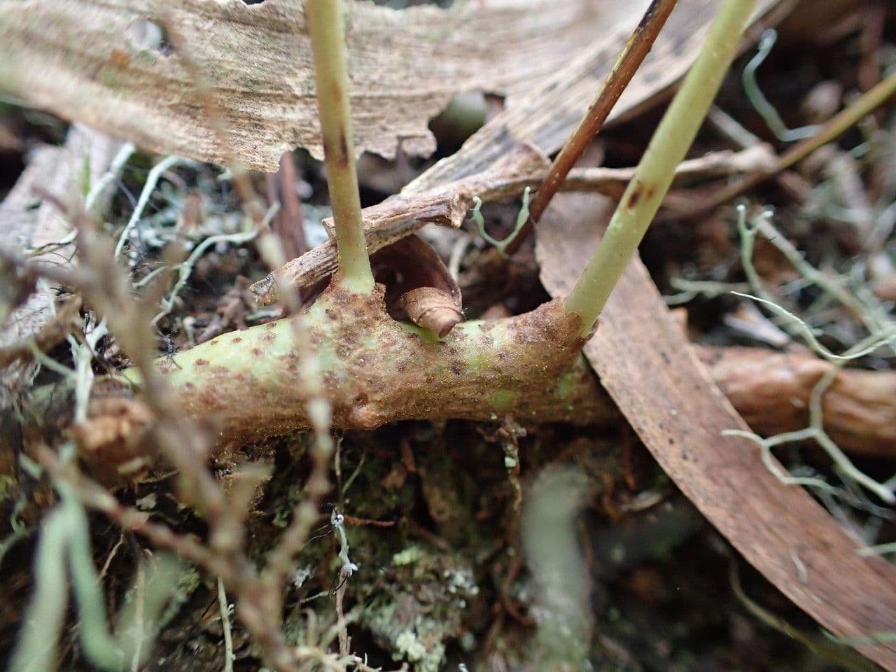 Lepisorus 18