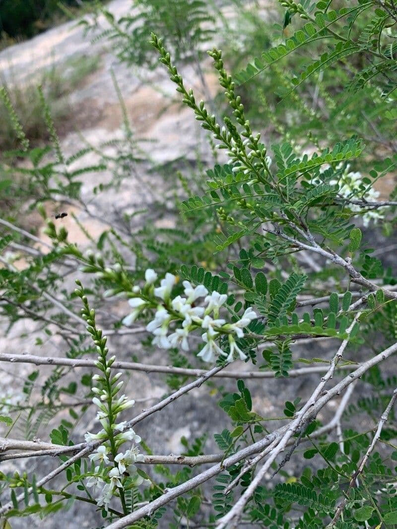 Eysenhardtia 3