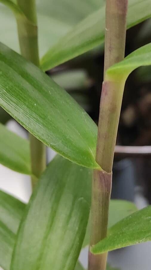 Epidendrum radicans 21
