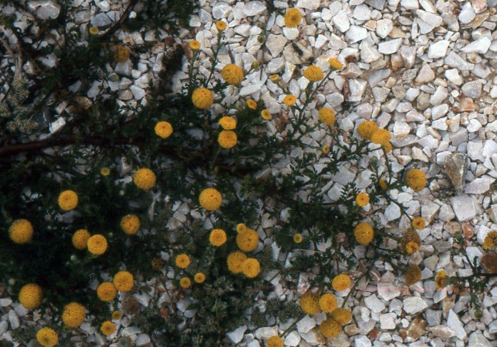 Anacyklus walencki 14