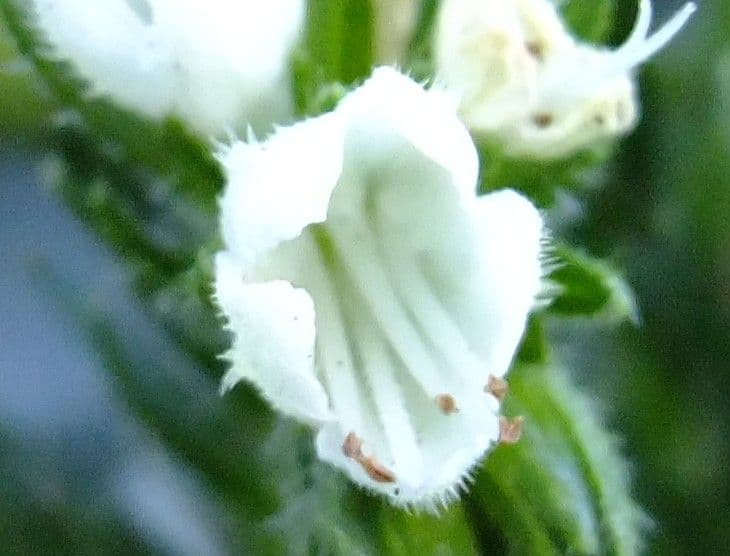 Echium di Sventen