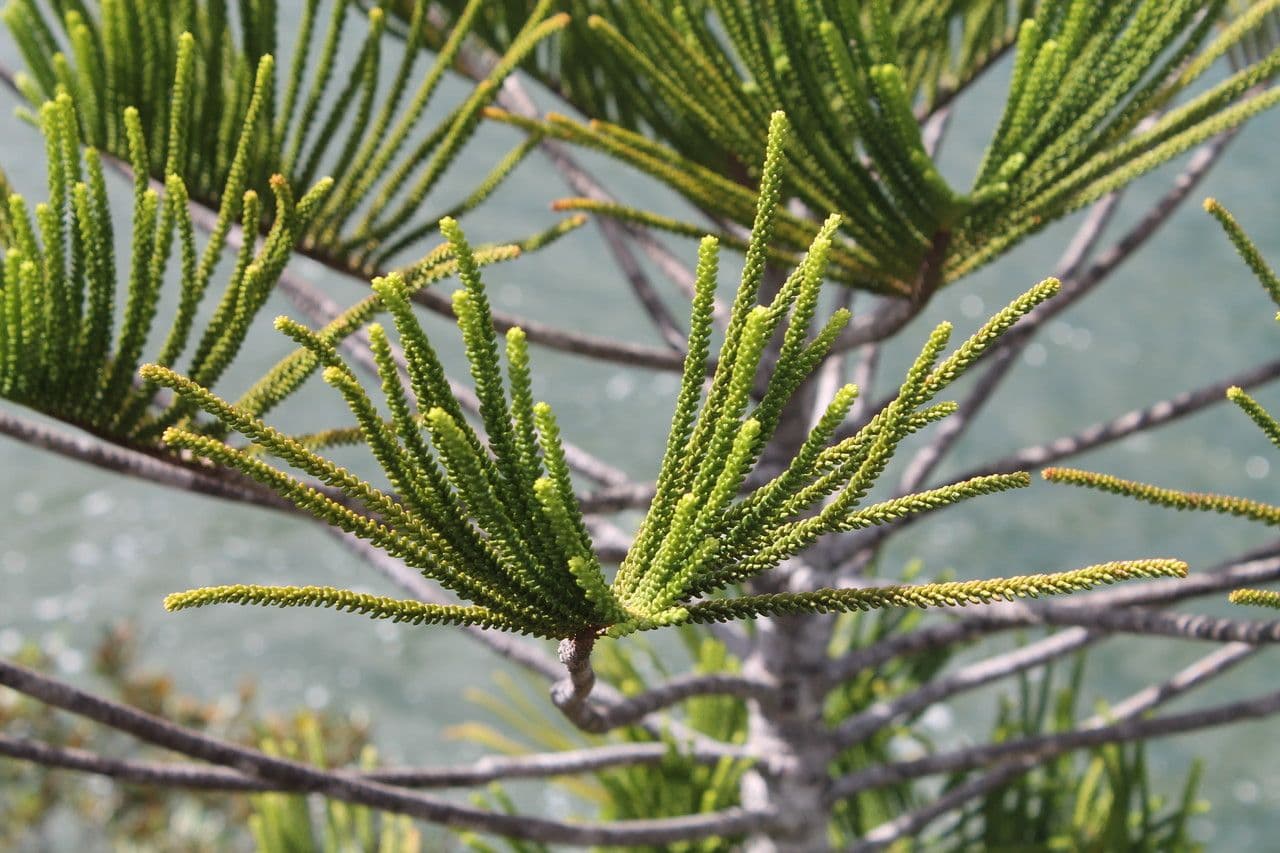 Araucaria 7