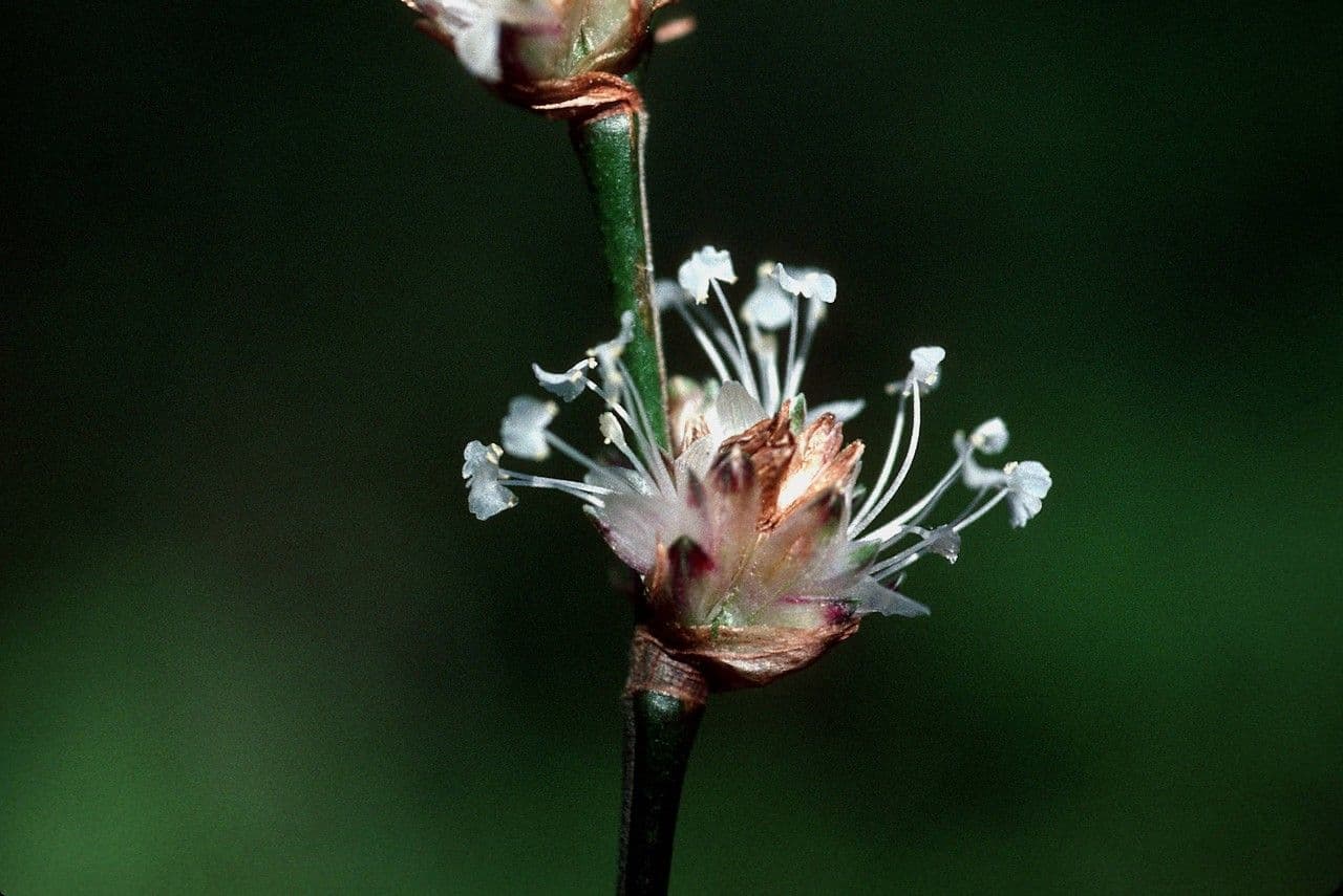 Callisia 5