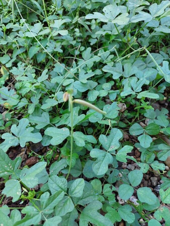 Vigna trilobata 4
