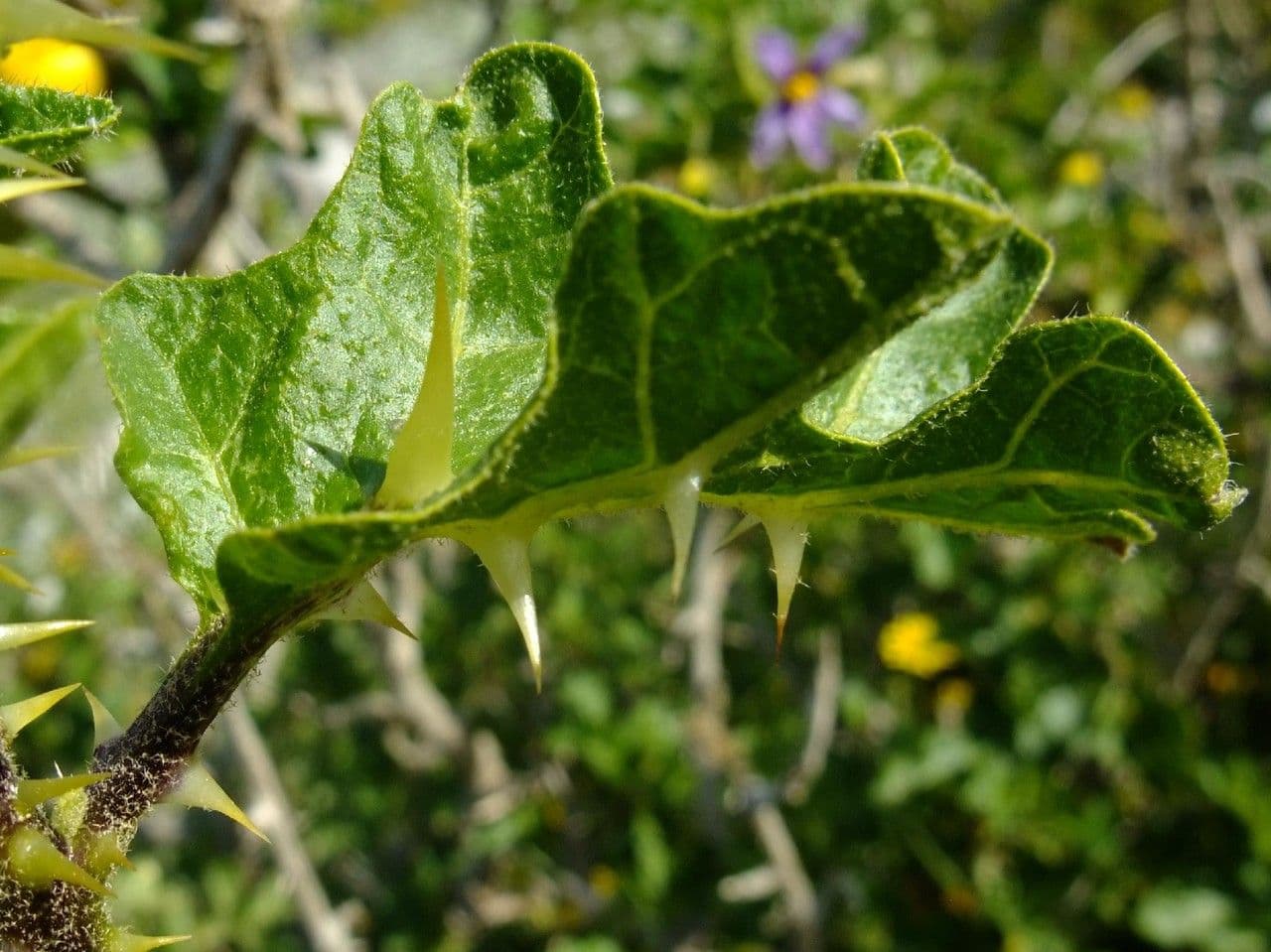 Solanum 16