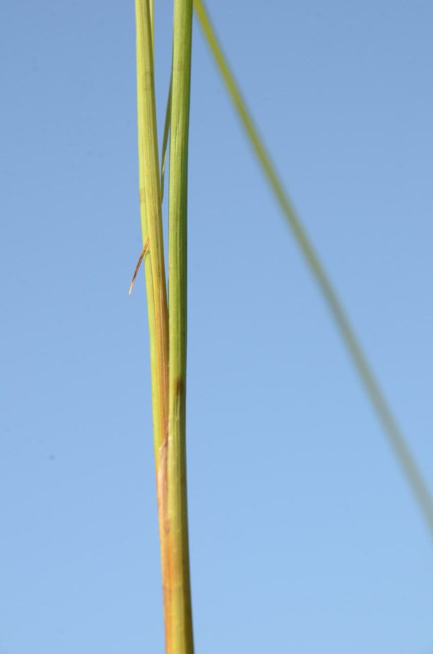 Carice rostrata 21