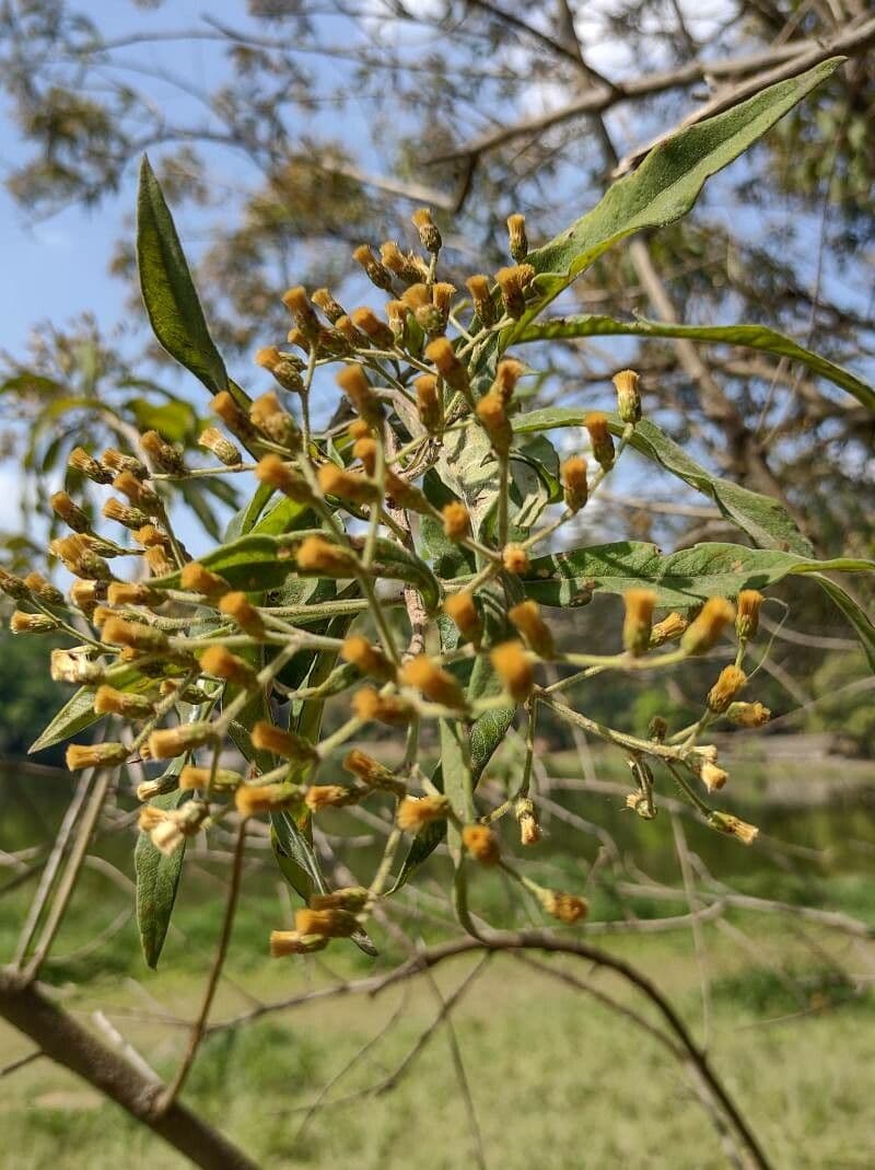 Vernonanthura 4