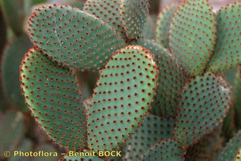 Nopal 26